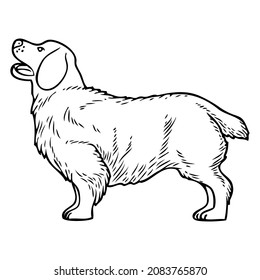 dog line vector illustration,isolated on white background,top view