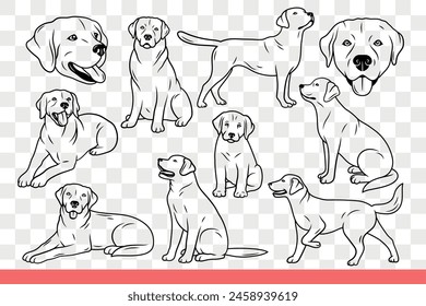 Dog of lobrador breed poses in different positions following commands of owner. Labrador dog in childhood and adulthood, for magazine designs about cynology or pets. Hand drawn doodle