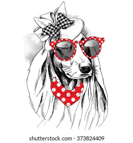 Dog with long ears portrait in a Elegant Women's hat with sunglasses. Vector illustration.