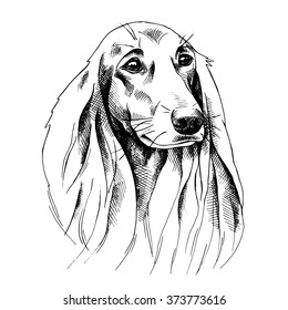Dog with long ears portrait. Vector black and white illustration.