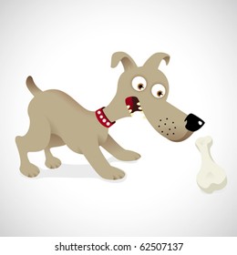 Dog look the bone