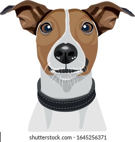 Dog looking straight ahead. Vector illustration