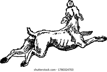 Un perro tendido en el suelo acaba de levantar la cabeza al cielo. Los perros son leales y son considerados como el mejor amigo del hombre, el dibujo de la línea vintage o la ilustración grabadora.
