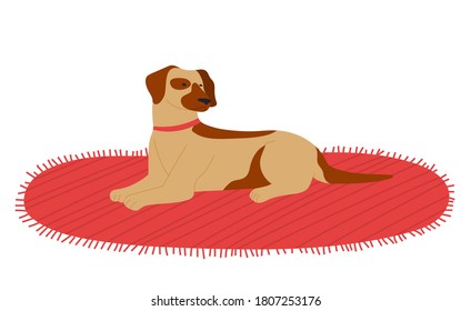 Dog lying on textile carpet resting isolated at white background, domestic pet relaxing at soft cover, cute purebred dog with collar, animal with spots on fur, dog waiting for owner, friend of people