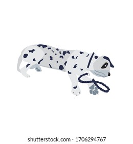 El perro está tumbado en un fondo blanco. El perro está enfermo. El perro está dormido