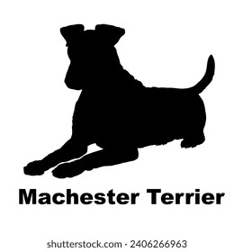 Dog Machester Terrier silhouette Breeds Bundle Dogs on the move. Dogs in different poses.
The dog jumps, the dog runs. The dog is sitting lying down playing
