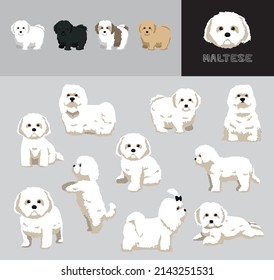 Juego de variación de color del vector de dibujos animados malteses de perro