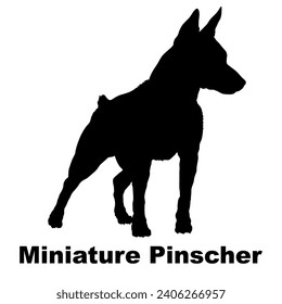 Dog Miniature Pinscher silhouette Breeds Bundle Dogs on the move. Dogs in different poses.
The dog jumps, the dog runs. The dog is sitting lying down playing
