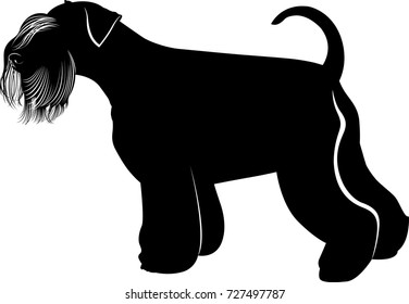 dog Miniature Schnauzer