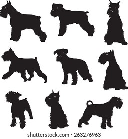 The dog, a miniature Schnauzer, black silhouette