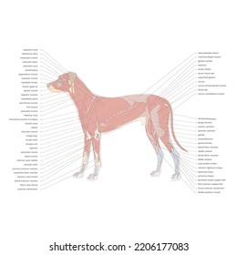 Dog muscle medicine illustration and text explanation