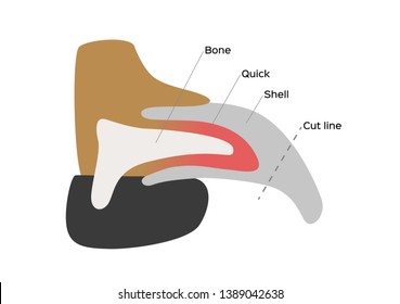 Dog Nail Structure Anatomy / Vector