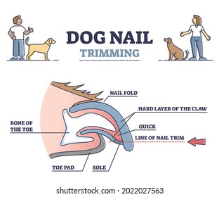 Recorte de uñas de perro con diagrama de esquema de estructura anatómico de la vista lateral de la garra. Atención e higiene de las uñas de los animales con ilustración de los vectores de pedicura veterinaria. Recorte educativo de mascotas.