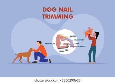 Dog nail trimming with anatomical claw side view structure outline diagram 2d vector illustration concept for banner, website, landing page, flyer, etc