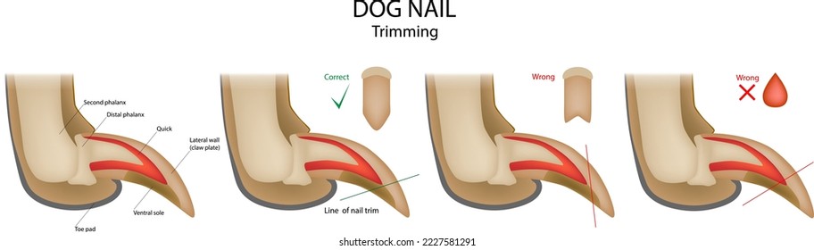 Hunde Nagelschneiden falsch und korrekt. Anatomisches Diagramm der Seitenansicht der Glasseite. Zehenail-Clipping-Informationen für Kaninchen.