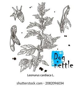 Dog nettle, vintage engraved illustration. More realistic botanical illustration. Image for your design.