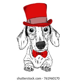 dog  in old hat. Vector illustration