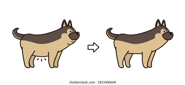 El perro a dieta. antes y después.