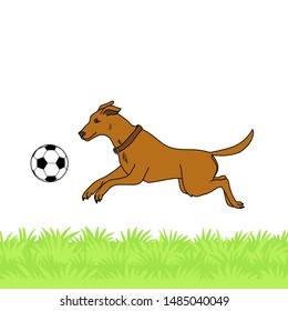 Dog on the grass is playing with a ball. Vector illustration.