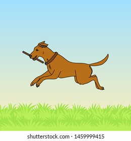 Dog on the grass playing with a stick.