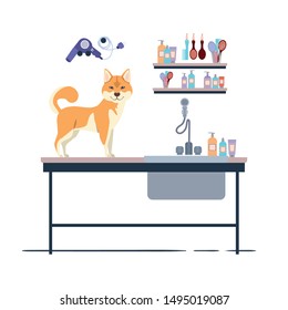 dog on hairdressing table with white background