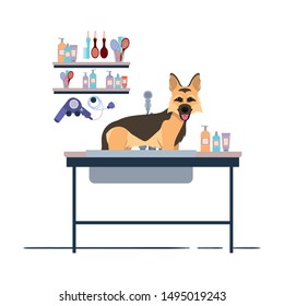 dog on hairdressing table with white background