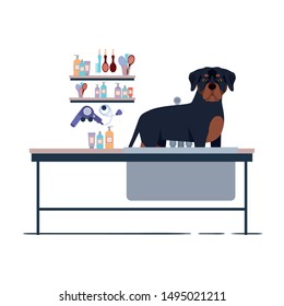 dog on hairdressing table with white background