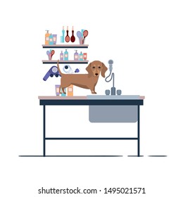 dog on hairdressing table with white background