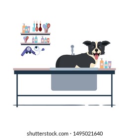 dog on hairdressing table with white background