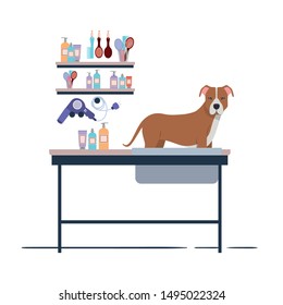 dog on hairdressing table with white background