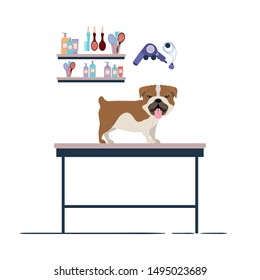 dog on hairdressing table with white background