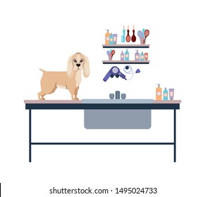 dog on hairdressing table with white background