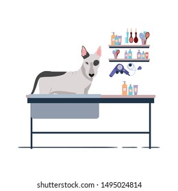 dog on hairdressing table with white background