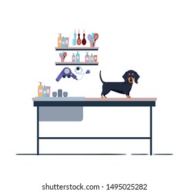 dog on hairdressing table with white background