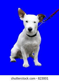Dog on a leash, isolated and vector based.