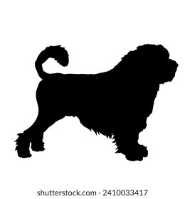 Löwchen Hund unterwegs. Hund in verschiedenen Posen. Sprünge laufen. Der Hund sitzt. Der Hund liegt herunter und spielt