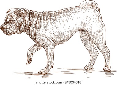 dog on a walk