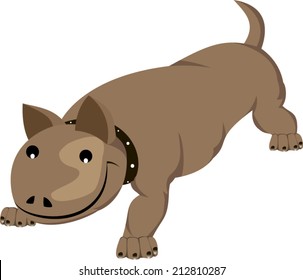 dog on white background