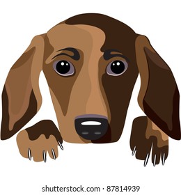 Dog on a white background. Vector illustration.