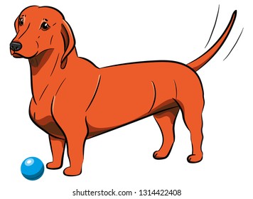 Dog. Orange Dachshund with a ball. Hand-drawn Dog. Realistically Painted Dachshund. Transparence. Vector illustration. White isolated.