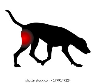 Perro con dolor en la parte posterior de la pierna