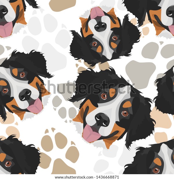bernese mountain dog paws