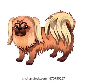 Dog pekingese isolated on white vector illustration.