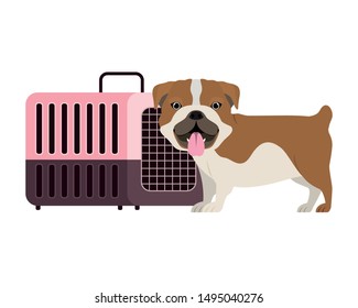 dog and pet transport box on white background