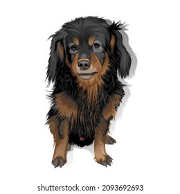 Dog pets on a white background can be used for clothing images.