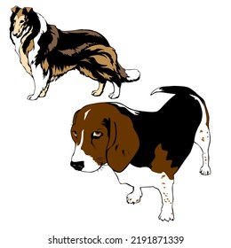 dog pictures, cute dog animals, colorful dog pictures, cute