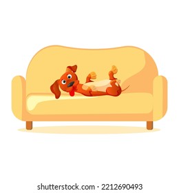 Dog playing on sofa. Dachshund lies on furniture
