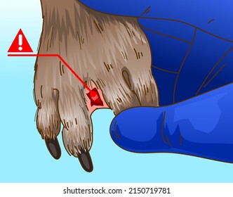 A dog with pododermatitis between interdigital spaces. Vet examination.  Illustration of the homepet healthcare, veterinary illustration. Vector illustration.