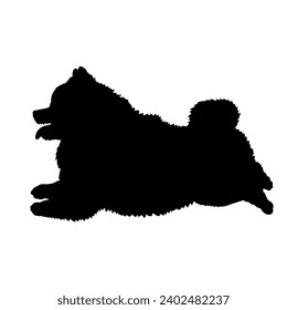 Dog Pomeranian spitz lies silhouette High quality  Breeds Bundle Dogs on the move. Dogs in different poses.
 jumps,  runs. dog is sitting. The dog is lying down. The dog is playing