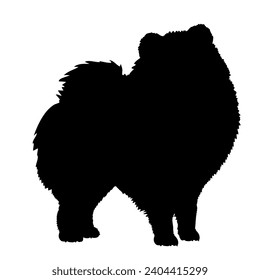 Dog Pomeranian spitz silhouette Breeds Bundle Dogs on the move. Dogs in different poses.
The dog jumps, the dog runs. The dog is sitting lying down is playing
